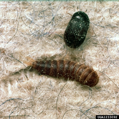 black carpet beetle adult & larvae